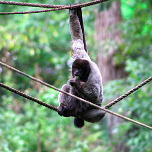Woolly Monkey