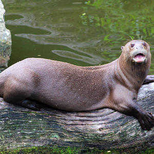 Giant River Otter