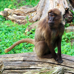 Gelada