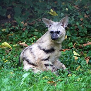 Aardwolf Pup