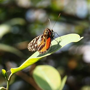 Tiger longwing (Heliconius hecale), 2025-05-17