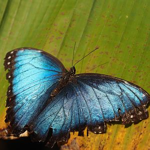 Morpho peleides, 2025-05-17