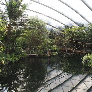 Main Antillean manatee pool in the Mangrove, with climbing ropes and vines for red titis above it, 2025-05-17