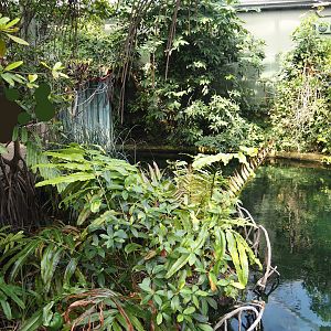 Mangrove plants and secondary Antillean manatee pool in the Mangrove, 2025-05-17