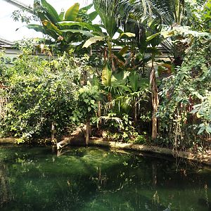 Mangrove plants and secondary Antillean manatee pool in the Mangrove, 2025-05-17