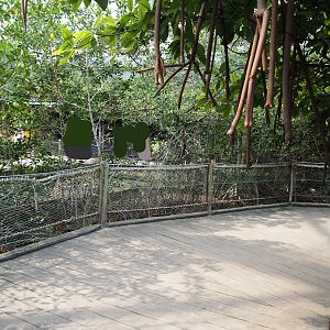 Walkway in the Mangrove, 2025-05-17