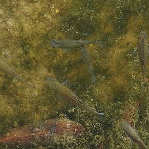 Mollies (Poecilia species), 2025-05-17