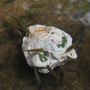 Mollies (Poecilia species), 2025-05-17