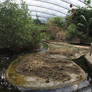 Mudflat exhibit with fiddler crabs, four-eyed fish, mollies, surgeonfish et cetera in the Mangrove, 2025-05-17