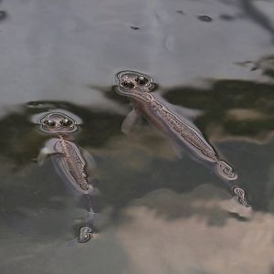 Largescale four-eyed fish (Anableps anableps), 2025-05-17