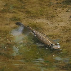 Largescale four-eyed fish (Anableps anableps), 2025-05-17