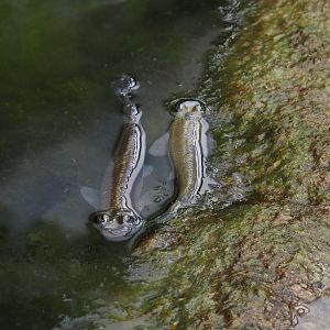 Largescale four-eyed fish (Anableps anableps), 2025-05-17