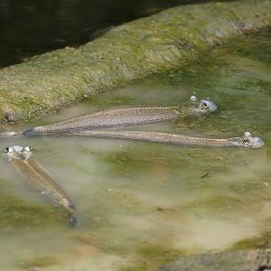 Largescale four-eyed fish (Anableps anableps), 2025-05-17