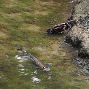 Largescale four-eyed fish (Anableps anableps) and West African fiddler crab (Afruca tangeri), 2025-05-17