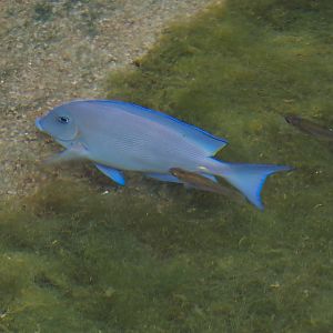 Atlantic blue tang surgeonfish (Acanthurus coeruleus), 2025-05-17