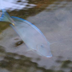 Atlantic blue tang surgeonfish (Acanthurus coeruleus), 2025-05-17