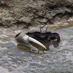 West African fiddler crab (Afruca tangeri), 2025-05-17