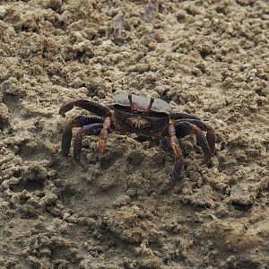 West African fiddler crab (Afruca tangeri), 2025-05-17