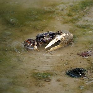 West African fiddler crab (Afruca tangeri), 2025-05-17