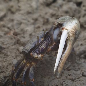 West African fiddler crab (Afruca tangeri), 2025-05-17