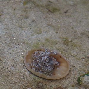Upside-down jellyfish (Cassiopea xamachana), 2025-05-17