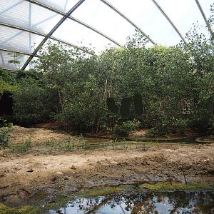 Mudflat exhibit with fiddler crabs, four-eyed fish, mollies, surgeonfish et cetera in the Mangrove, 2025-05-17