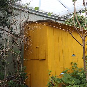 Holding area for red titis in the Mangrove, 2025-05-17