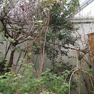 Holding area and climbing ropes and vines for red titis in the Mangrove, 2025-05-17