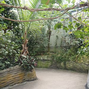 Walkway in the Mangrove, with climbing ropes and vines for red titis above, 2025-05-17
