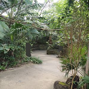 Walkway in the Mangrove, with climbing ropes and vines for red titis above, 2025-05-17