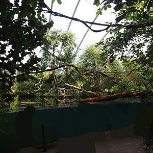 Mangrove - Underwater viewing area for Antillean manatees and fish, 2025-05-17