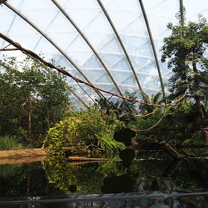 Mangrove - Main pool for Antillean manatees and fish, with climbing ropes and vines for red titis above, 2025-05-17
