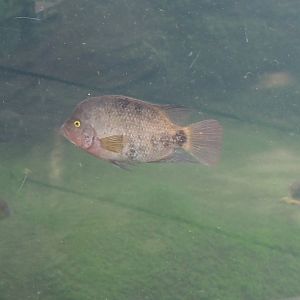 Redhead cichlid (Vieja melanurus), 2025-05-17