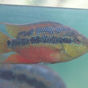 Salvin's cichlid (Trichromis salvini), 2025-05-17