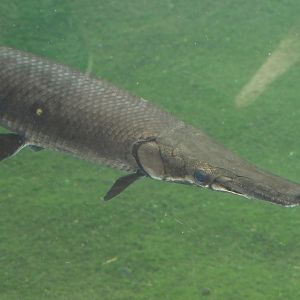 Tropical gar (Atractosteus tropicus), 2025-05-17