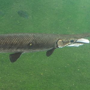 Tropical gar (Atractosteus tropicus), 2025-05-17