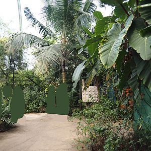 Walkway in the Mangrove near the butterfly raising and chrysalis area, 2025-05-17