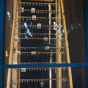 Chrysalis rack, 2025-05-17