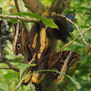 Butterflies on rotten bananas, 2025-05-17