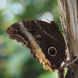 Yellow-edged giant owl butterfly (Caligo atreus), 2025-05-17