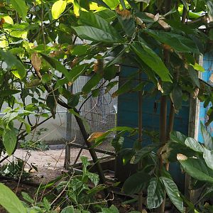 Bird holding and feeding area in the Mangrove, 2025-05-17