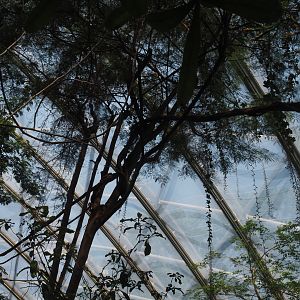 Branches and vines connecting trees for the red titis, 2025-05-17