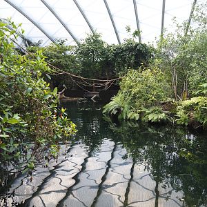 Antillean manatee and fish pool, 2025-05-17