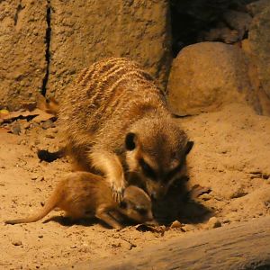 09 2025 - Meerkat with cub