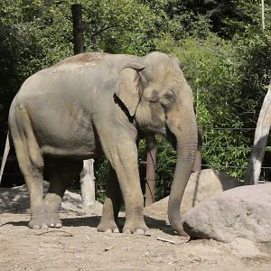 09 2025 - Asian Elephant Bull Maung Htoo