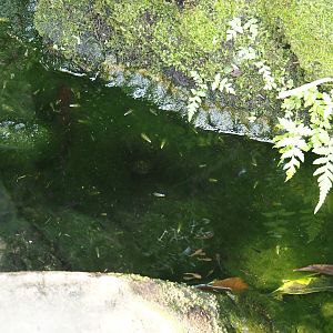 Breeding pools for Banded Astyanax (Psalidodon fasciatus) next to the manatee pool, 2025-05-17