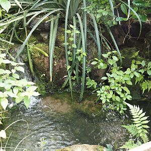 Breeding pools for Banded Astyanax (Psalidodon fasciatus) next to the manatee pool, 2025-05-17