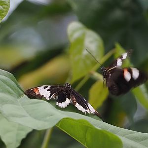 Heliconius species, 2025-05-17