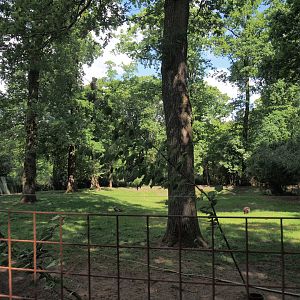 Swamp wallaby exhibit, 2025-05-17