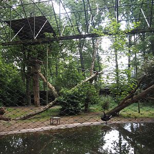 Cinereous vulture and black swan aviary, 2025-05-17